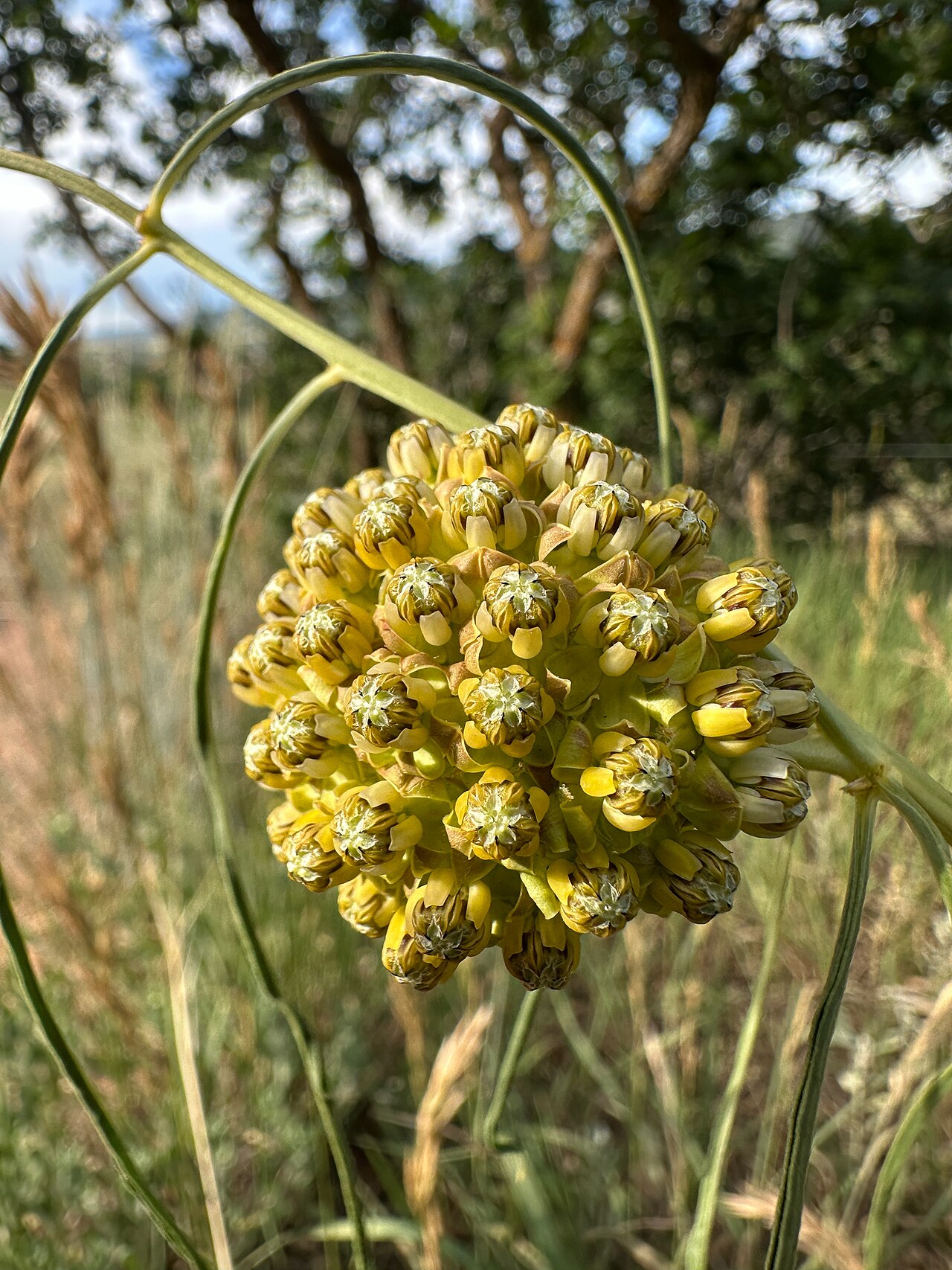 Engelmann's milkweed: Asclepias engelmanniana flowers close up, west of the hogback, Deer Creek Canyon, Jefferson County, Colorado, US
