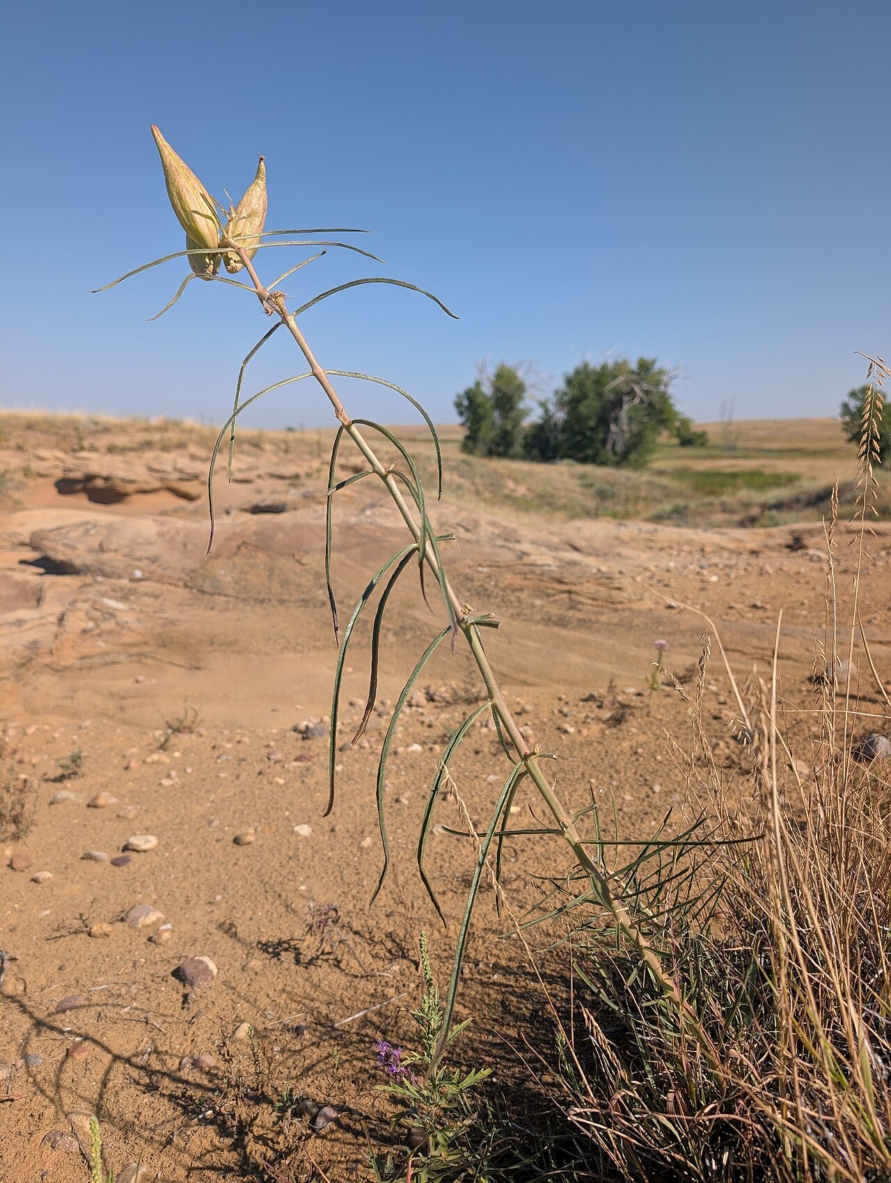 Engelmann's milkweed: Asclepias engelmanniana with seed pods, Plains Conservation Center, Arapahoe County, Colorado, US