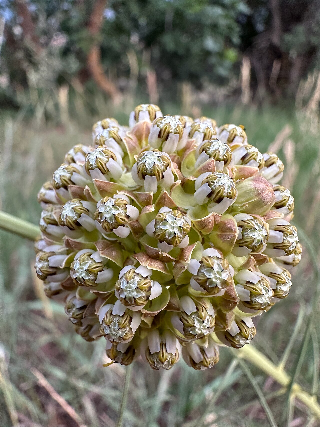 Engelmann's milkweed: Asclepias engelmanniana flowers close up, west of the hogback, Deer Creek Canyon, Jefferson County, Colorado, US