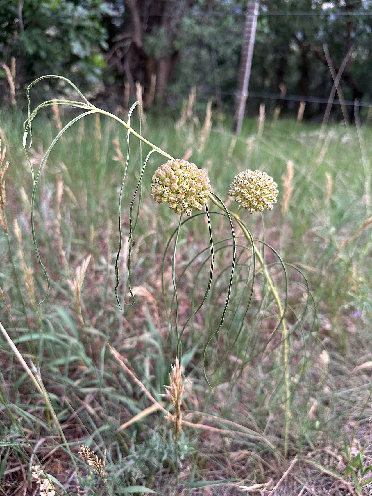 Engelmann's milkweed: Asclepias engelmanniana plant with flowers, west of the hogback, Deer Creek Canyon, Jefferson County, Colorado, US
