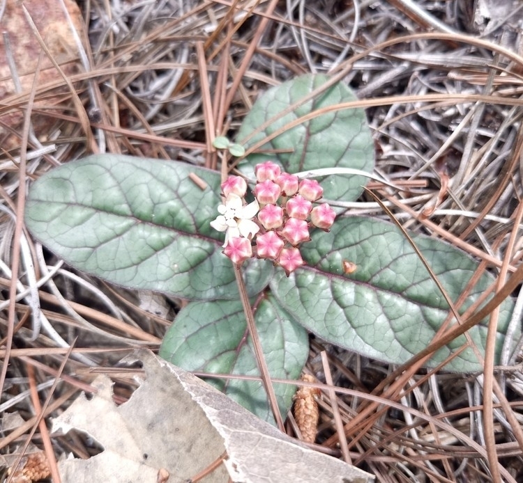 Asclepias euphorbiifolia (Asclepias euphorbiifolia)