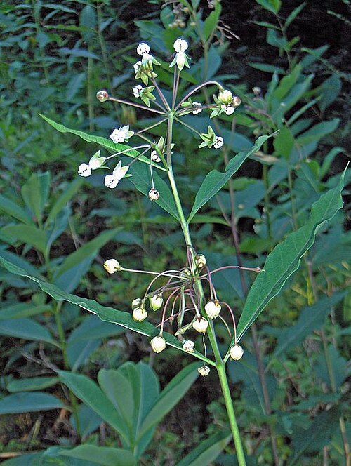 Poke milkweed: Asclepias exaltata
