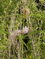Mexican whorled milkweed (Asclepias fascicularis)
