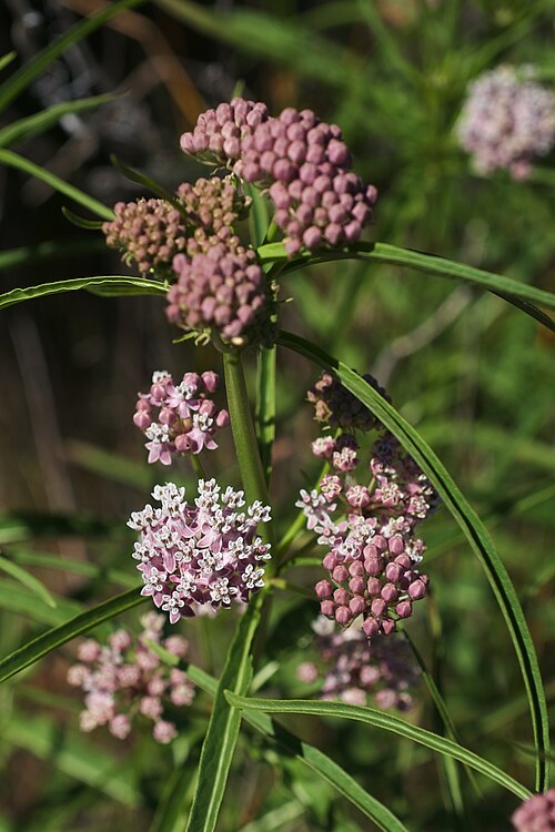 Mexican whorled milkweed: Asclepias fascicularis — Narrowleaf milkweed, flowers. Photographed on Mt. Tamalpais , Marin County, California.