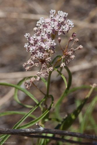 Mexican whorled milkweed (Asclepias fascicularis)