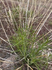 Mexican whorled milkweed (Asclepias fascicularis)