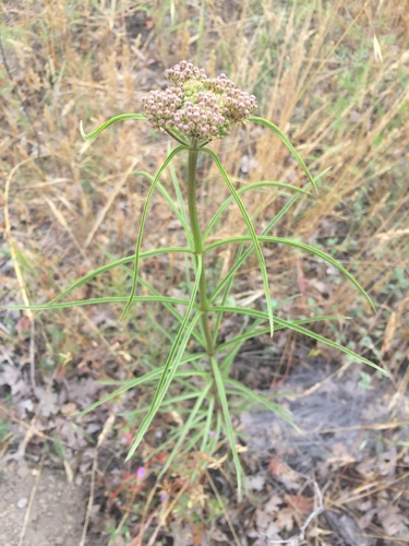 Mexican whorled milkweed (Asclepias fascicularis)