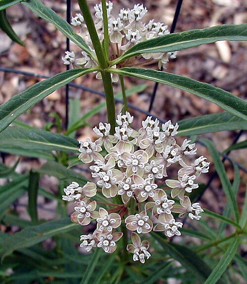 Mexican whorled milkweed: Asclepias fascicularis — Narrowleaf milkweed.
