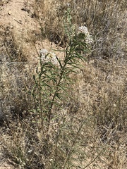 Mexican whorled milkweed (Asclepias fascicularis)