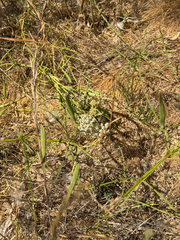 Mexican whorled milkweed (Asclepias fascicularis)