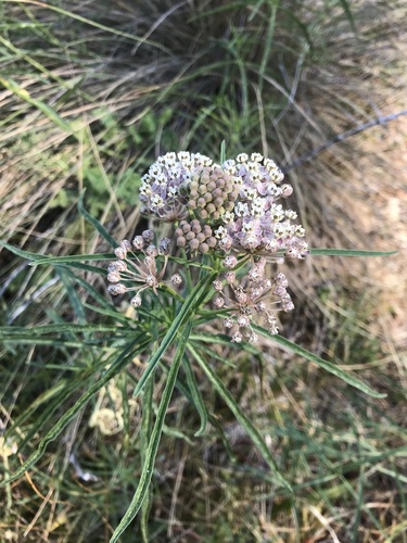 Mexican whorled milkweed (Asclepias fascicularis)