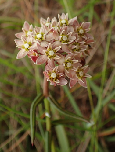 Asclepias flexuosa (Asclepias flexuosa)