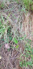 Asclepias flexuosa (Asclepias flexuosa)