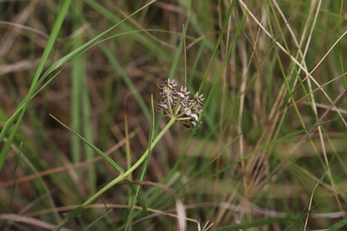 Asclepias flexuosa (Asclepias flexuosa)