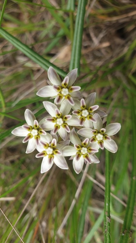 Asclepias flexuosa (Asclepias flexuosa)