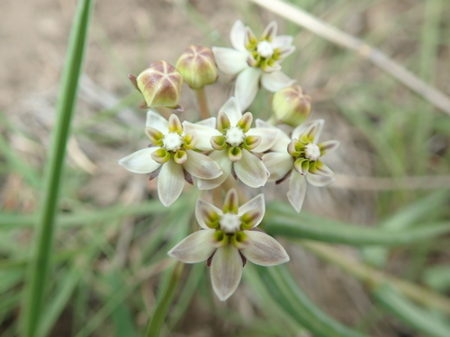 Asclepias flexuosa (Asclepias flexuosa)