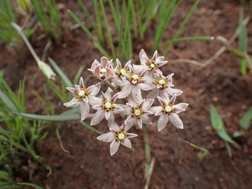 Asclepias flexuosa (Asclepias flexuosa)