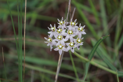 Asclepias flexuosa (Asclepias flexuosa)
