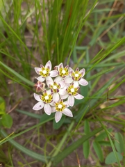 Asclepias flexuosa (Asclepias flexuosa)