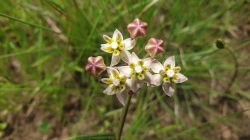 Asclepias flexuosa (Asclepias flexuosa)