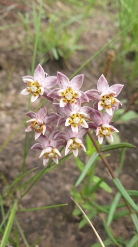 Asclepias flexuosa (Asclepias flexuosa)