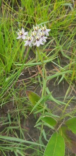 Asclepias flexuosa (Asclepias flexuosa)
