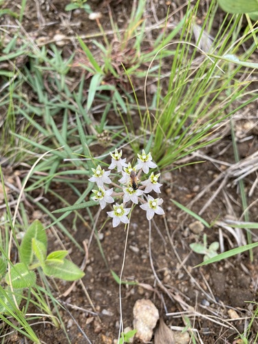 Asclepias flexuosa (Asclepias flexuosa)