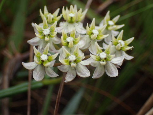 Asclepias gibba (Asclepias gibba)