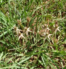 Asclepias gibba (Asclepias gibba)