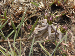 Asclepias gibba (Asclepias gibba)