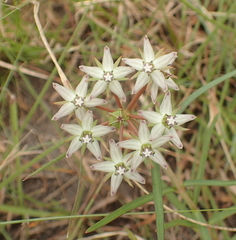 Asclepias gibba (Asclepias gibba)