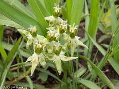 Asclepias gibba (Asclepias gibba)