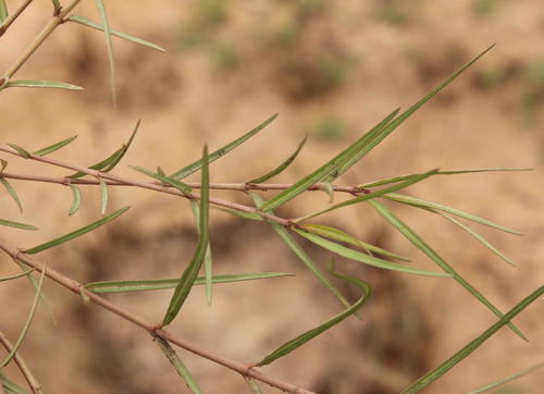Asclepias gibba (Asclepias gibba)