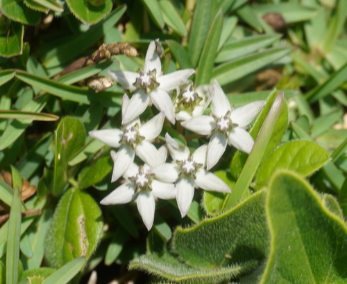 Asclepias gibba (Asclepias gibba)
