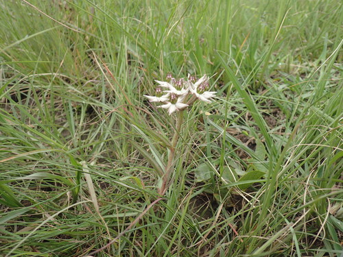 Asclepias gibba (Asclepias gibba)