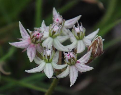 Asclepias gibba (Asclepias gibba)