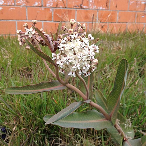 Nodding milkweed: Asclepias glaucescens o borreguito.