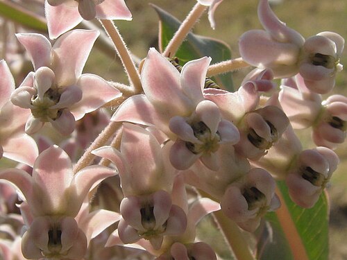 Nodding milkweed: Asclepias glaucescens