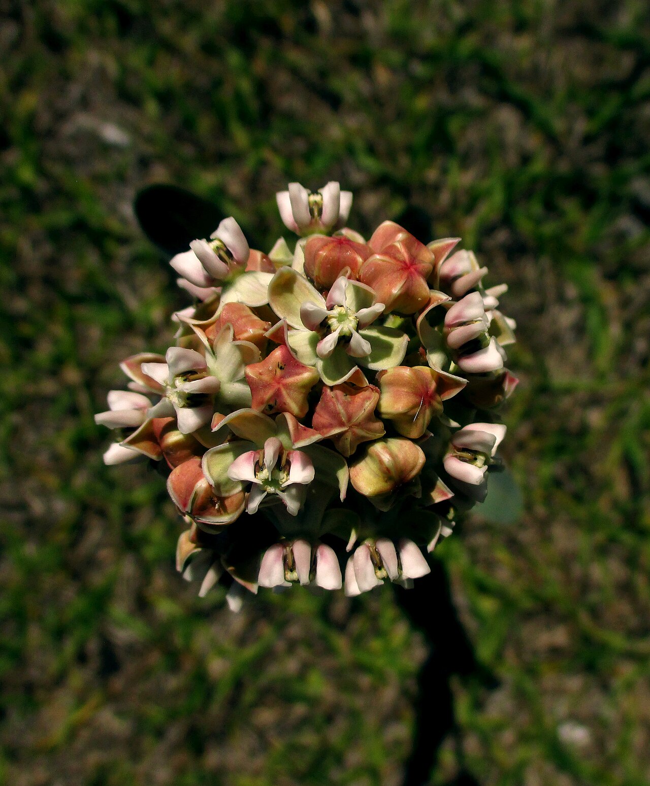 Nodding milkweed: Asclepias glaucescens la flor