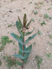 Nodding milkweed (Asclepias glaucescens)