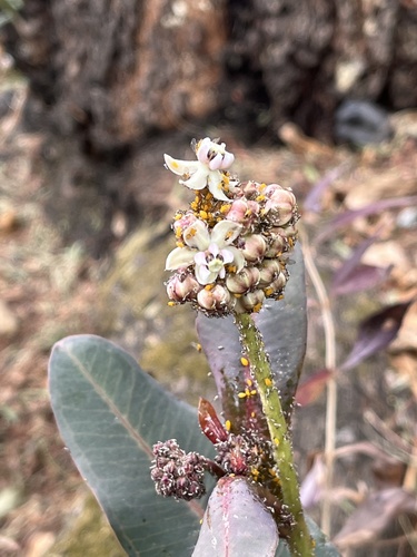 Nodding milkweed (Asclepias glaucescens)
