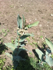 Nodding milkweed (Asclepias glaucescens)