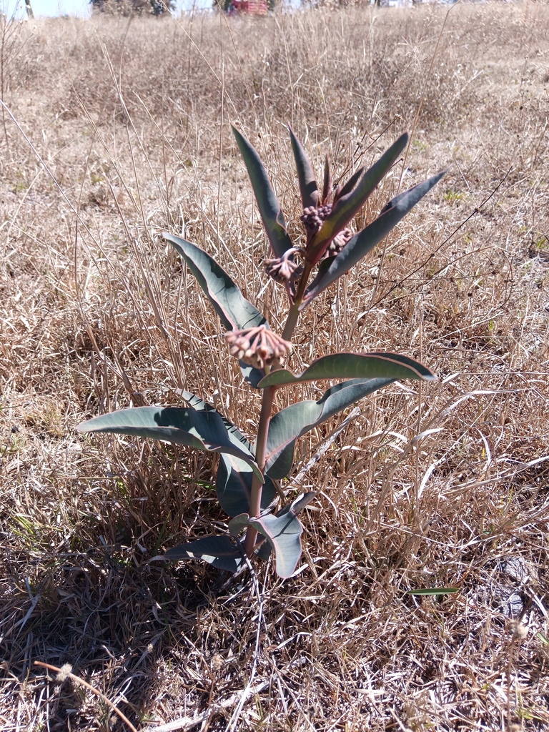 Nodding milkweed (Asclepias glaucescens)