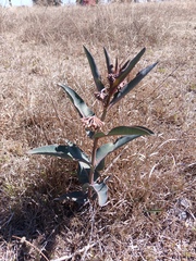 Nodding milkweed (Asclepias glaucescens)