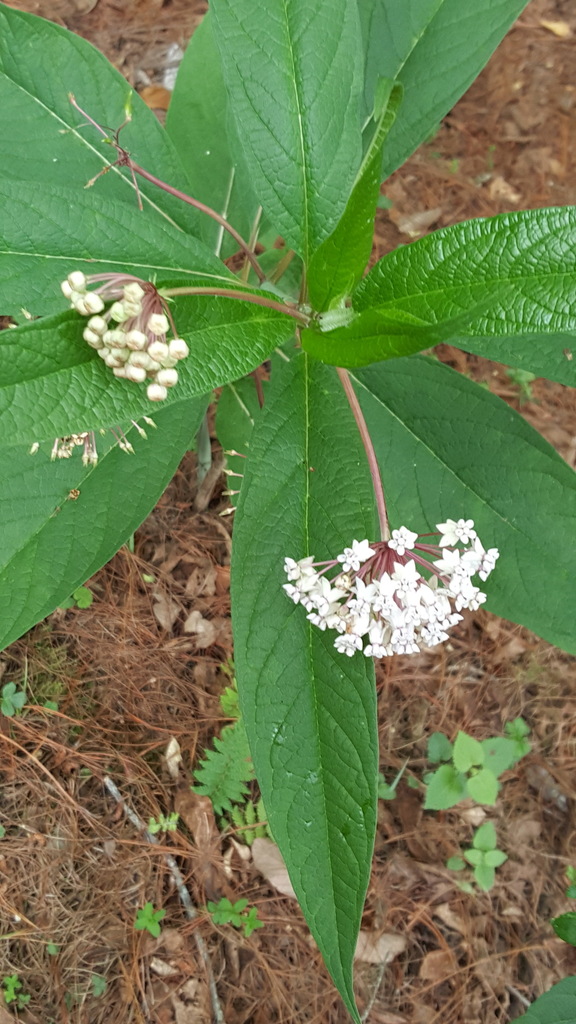 Asclepias gordaensis (Asclepias gordaensis)