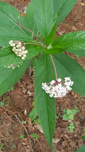 Asclepias gordaensis (Asclepias gordaensis)