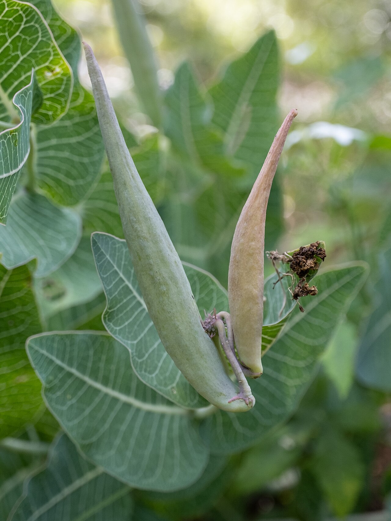 Pinewoods milkweed: Sandhill milkweed ( Asclepias humistrata ) in the United States