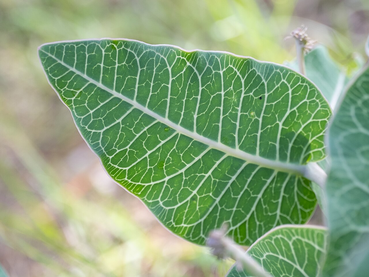 Pinewoods milkweed: Sandhill milkweed ( Asclepias humistrata ) in the United States