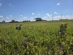 Pinewoods milkweed (Asclepias humistrata)