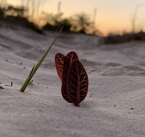 Pinewoods milkweed (Asclepias humistrata)